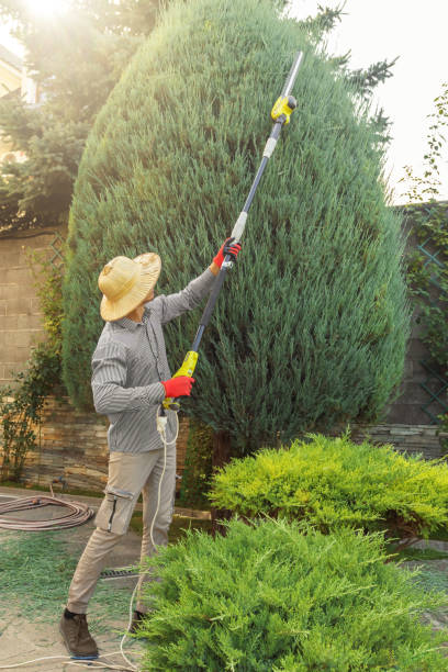 Reliable South Bend, IN  Tree Services Solutions