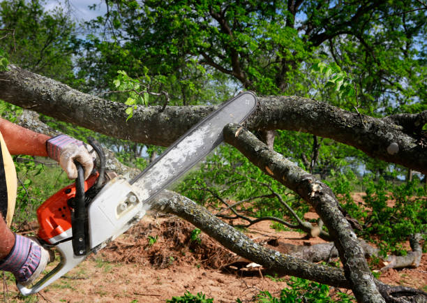 How Our Tree Care Process Works  in  South Bend, IN